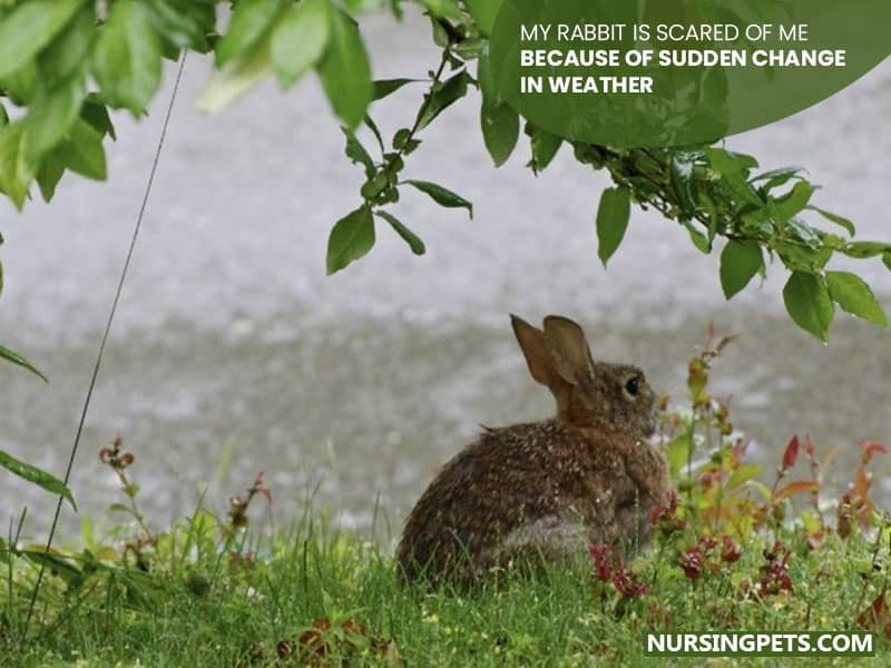 My rabbit is scared of me because of sudden change in weather