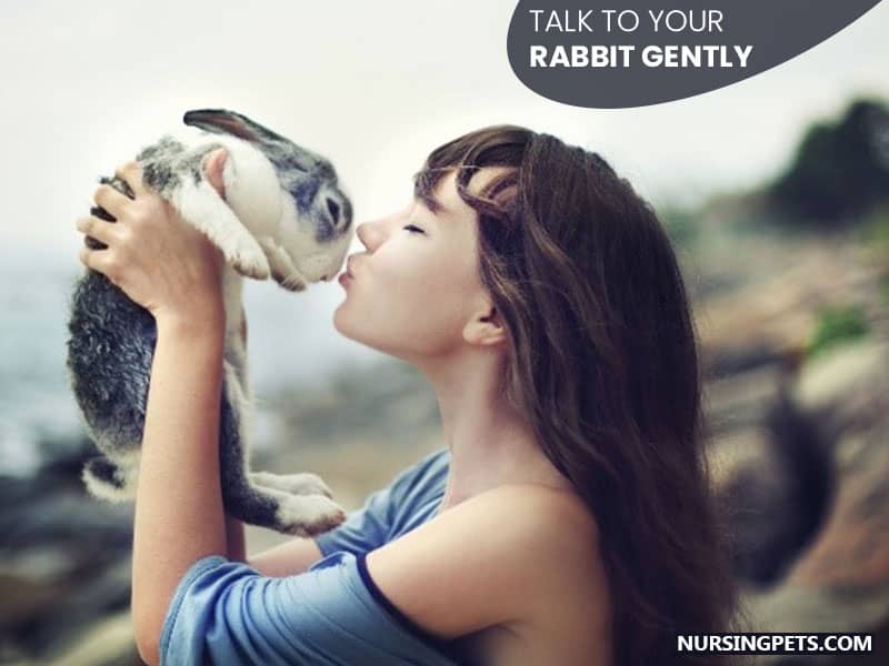 Talk to Your Rabbit Gently