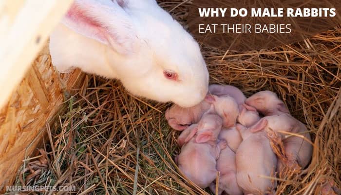 Why Do Male Rabbits Eat Their Babies