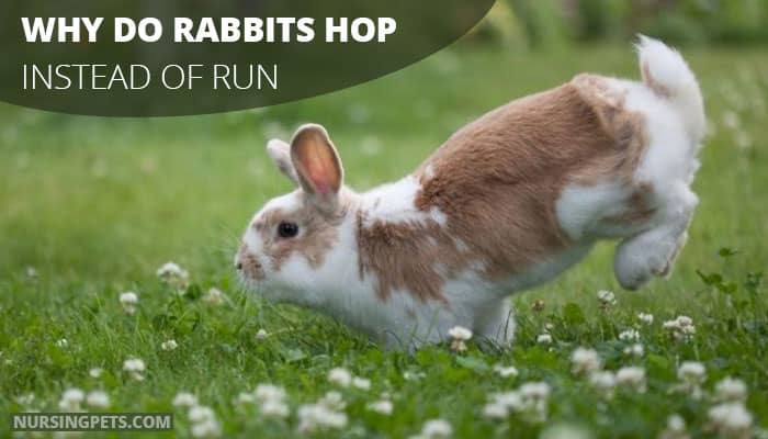 Why Do Rabbits Hop Instead Of Run