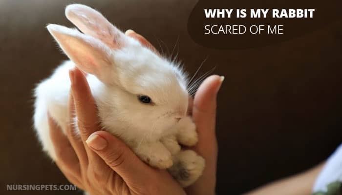 Why Is My Rabbit Scared Of Me