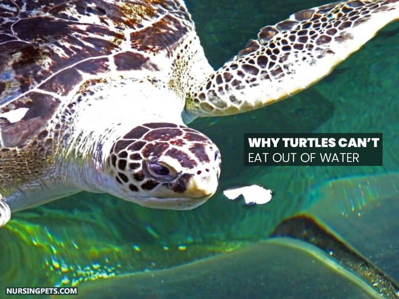 Why Turtles Can’t Eat Out of Water