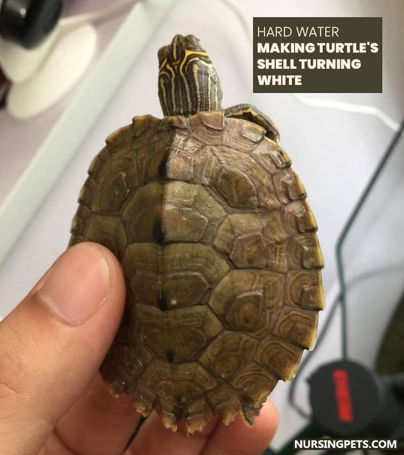 Hard Water Making Turtle's Shell Turning White