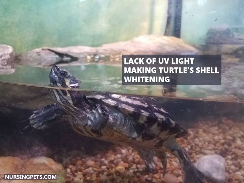 Lack of UV Light Making Turtle's Shell Whitening