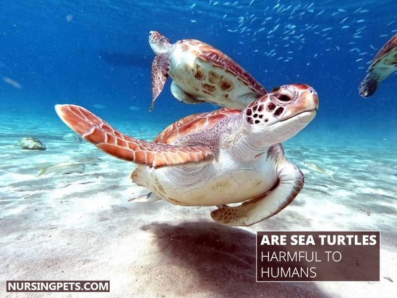 Are Sea Turtles Harmful To Humans?