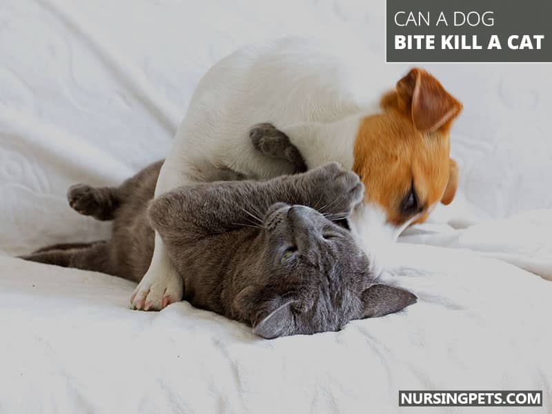 Can A Dog Bite Kill A Cat?