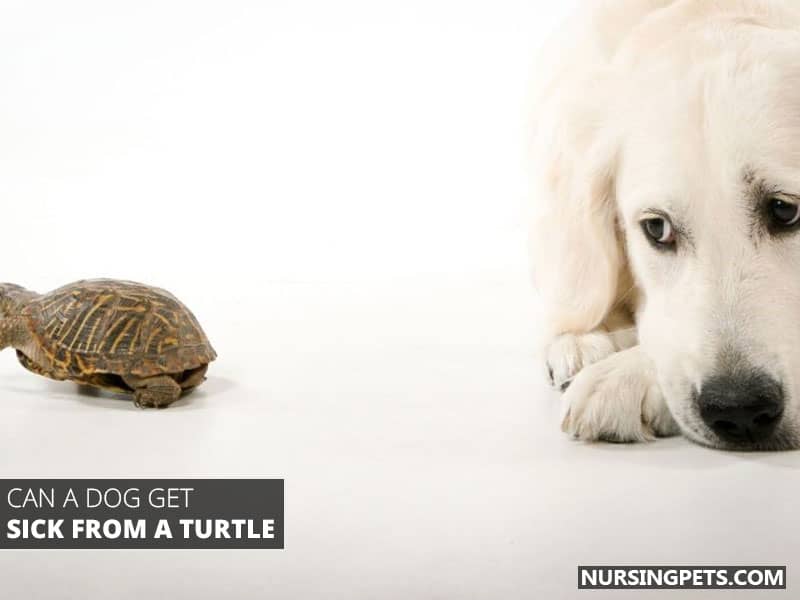 Can A Dog Get Sick From A Turtle?