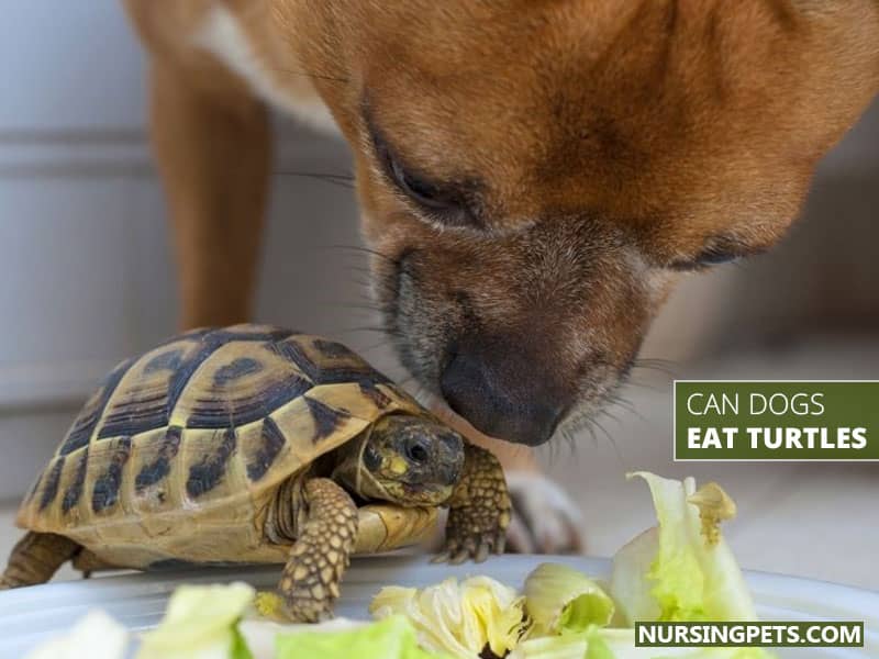 Do/Can Dogs Eat Turtles?