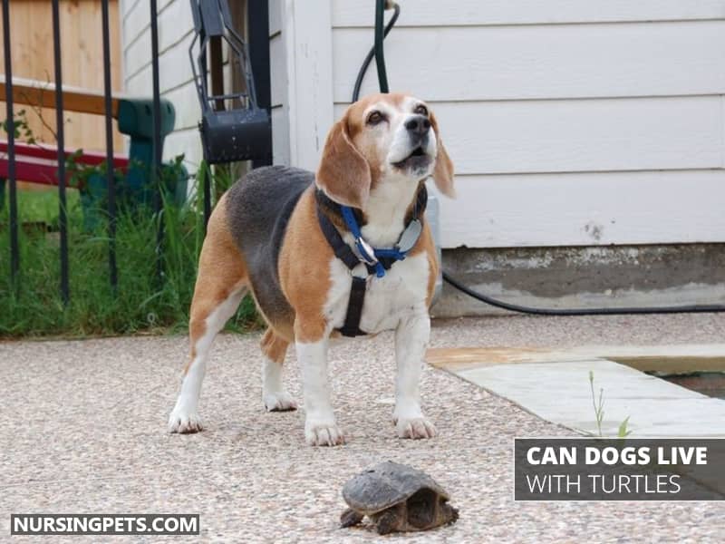 Can Dogs Live With Turtles?