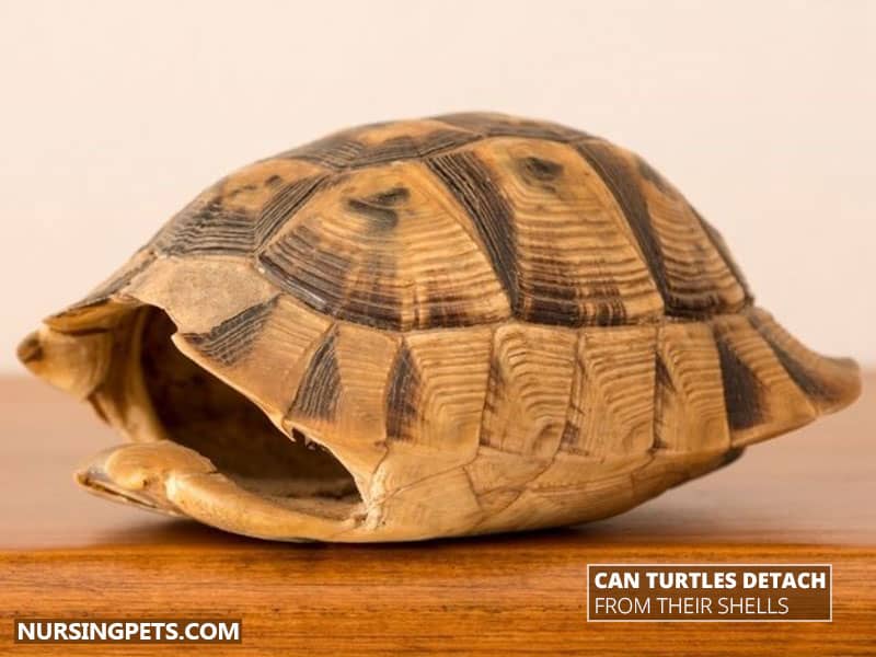 Can Turtles Detach From Their Shells?