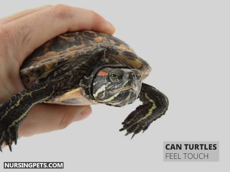 Can Turtles Feel Touch/Pain On Their Shell?