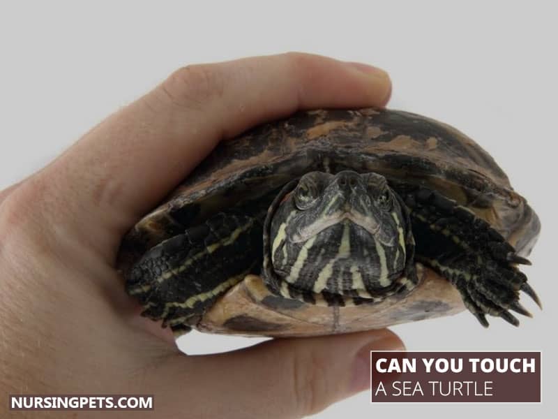 Can You Touch A Sea Turtle/Pet Turtle/Turtle Shell With Your Bare Hands?