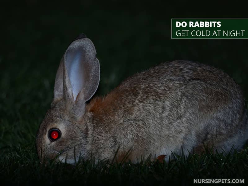 Do Rabbits Get Cold At Night