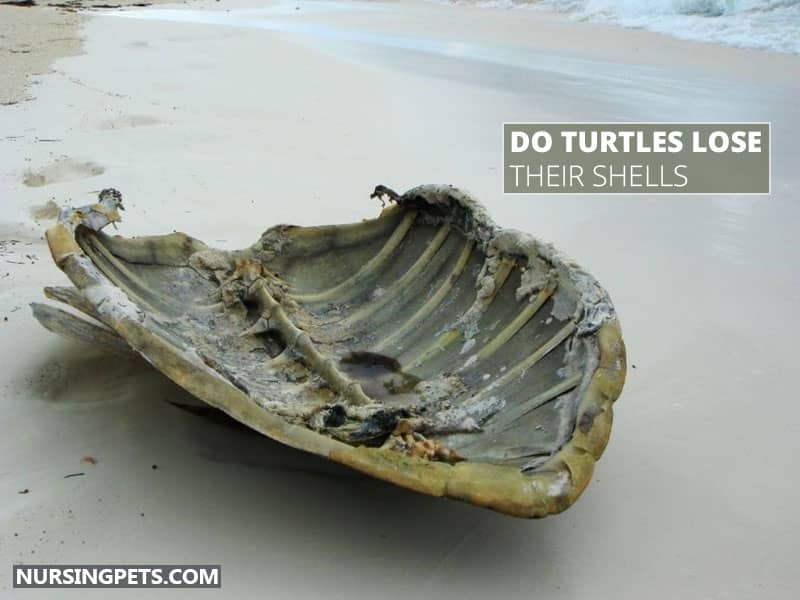 Do Turtles Lose Their Shells?