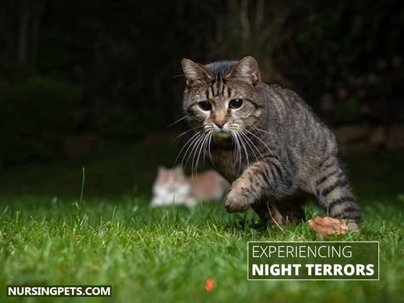 Experiencing Night Terrors