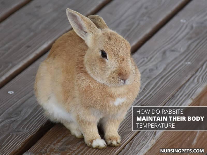 How Do Rabbits Maintain Their Body Temperature