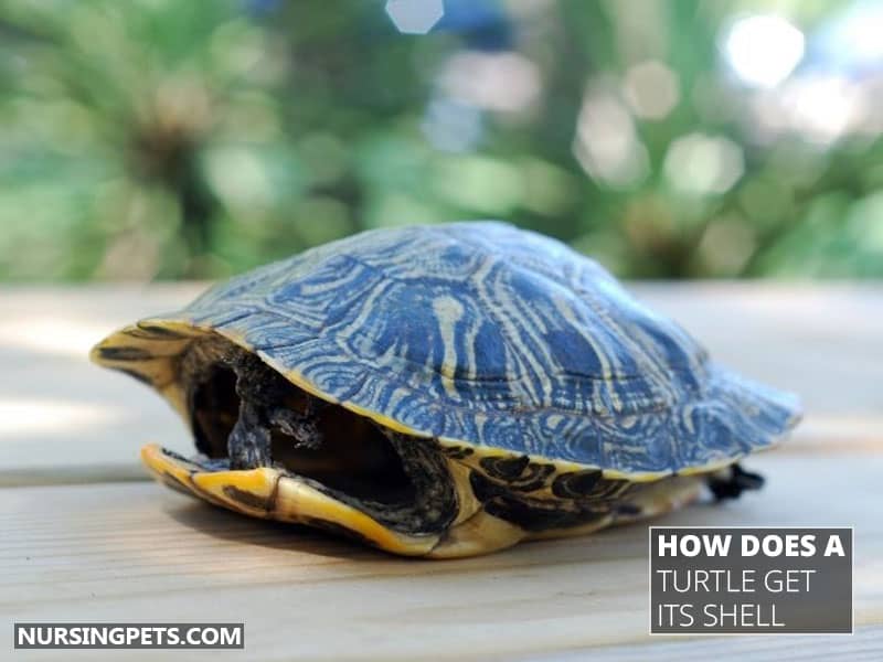 How Does A Turtle Get Its Shell?