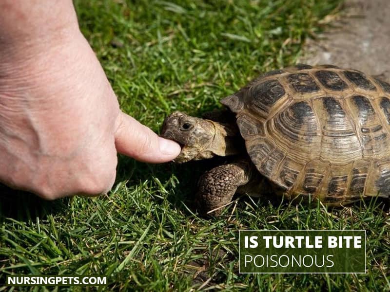 Is Turtle Bite Poisonous?