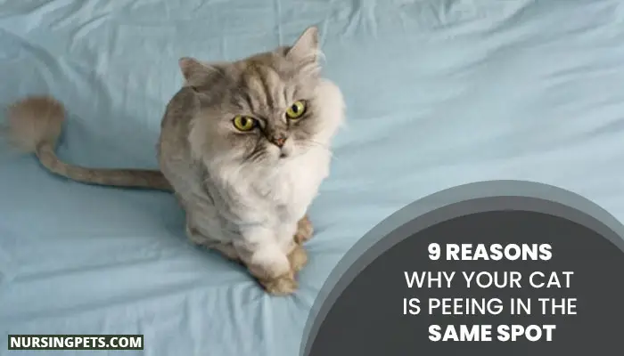 Why Your Cat Is Peeing In The Same Spot