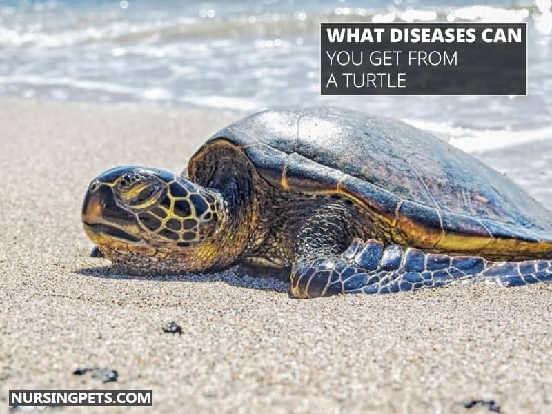 What Diseases Can You Get From A Turtle?