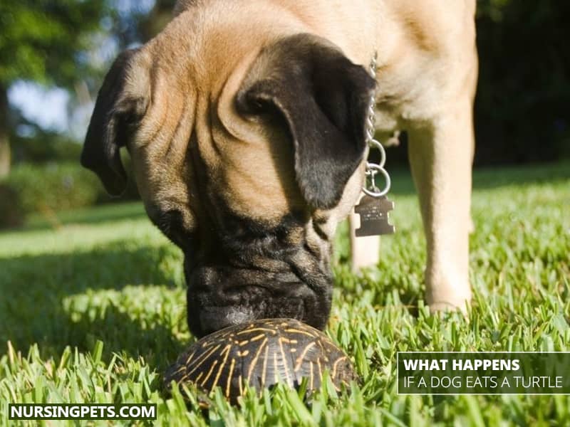 What Happens If A Dog Eats A Turtle?