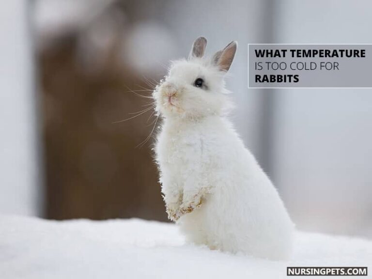 Are Rabbits Warm Blooded? Nursing Pets