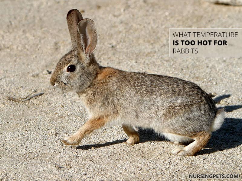 What Temperature Is Too Hot For Rabbits