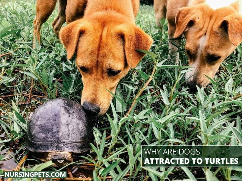 Why Are Dogs Attracted To Turtles?