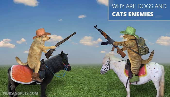 Why Are Dogs and Cats Enemies