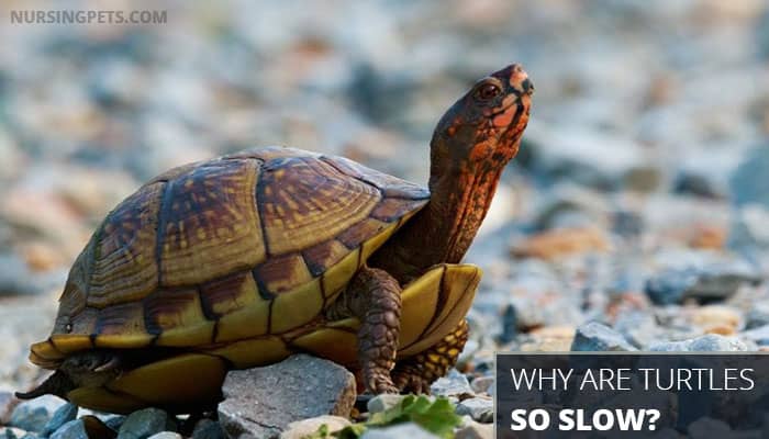 Why Are Turtles So Slow