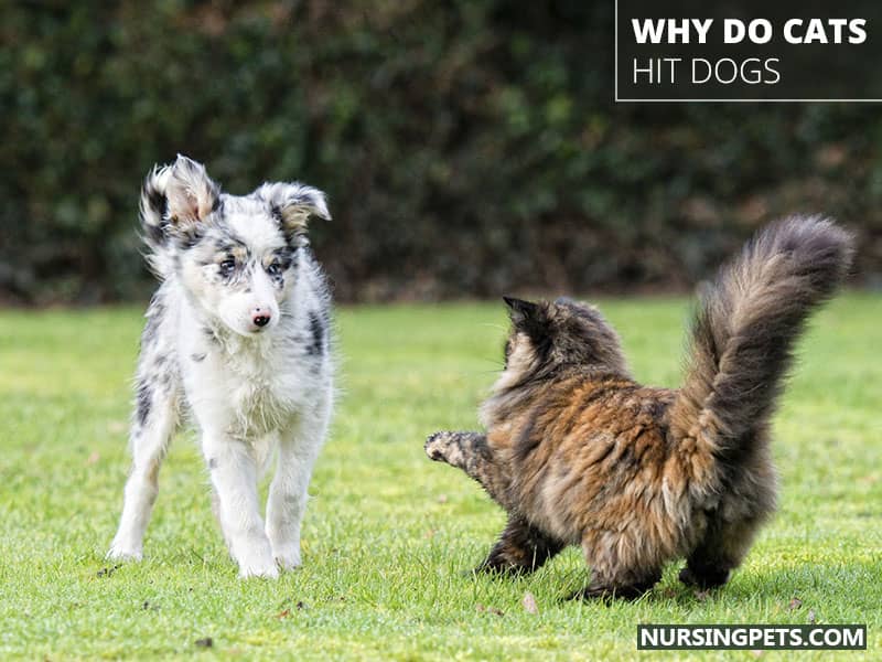 Why Do Cats Hit Dogs?