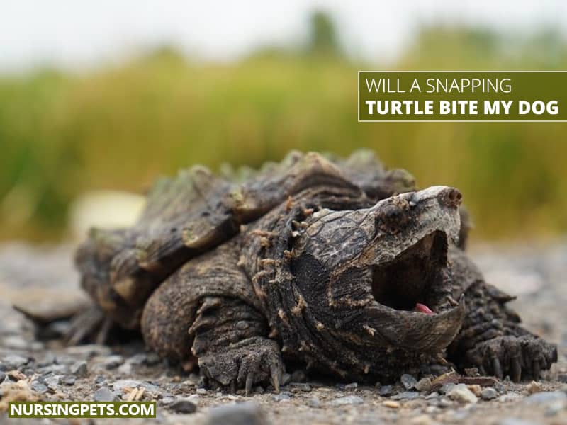 Will A Snapping Turtle Bite My Dog?