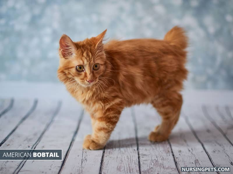 American Bobtail