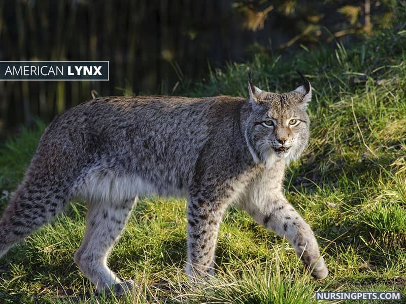 American Lynx