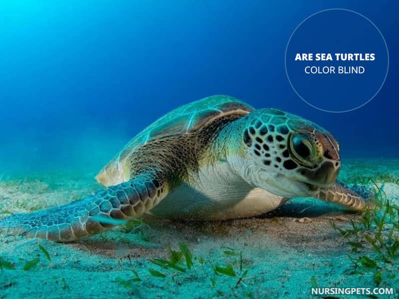 Are Sea Turtles Color Blind