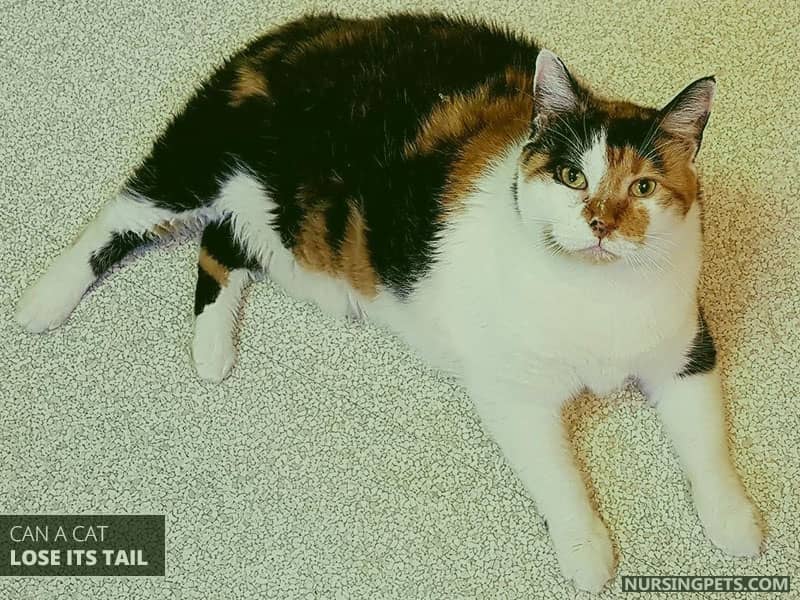 Can A Cat Lose Its Tail?