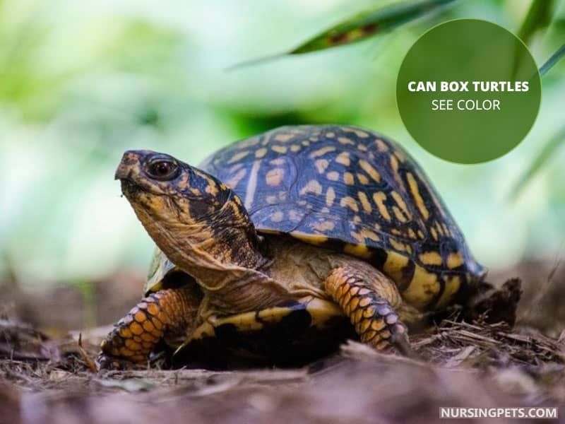 Can Box Turtles See Color