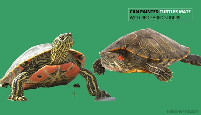 Can Painted Turtles Mate With Red Eared Sliders