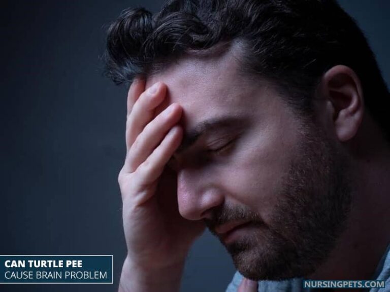 Do Or Can Turtles Pee? (Explain With Picture) - Nursing Pets