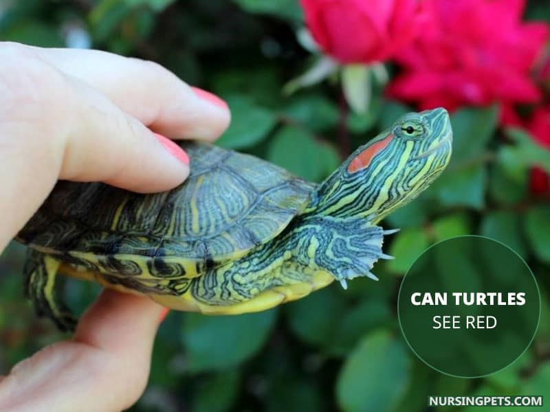 Can Turtles see Red