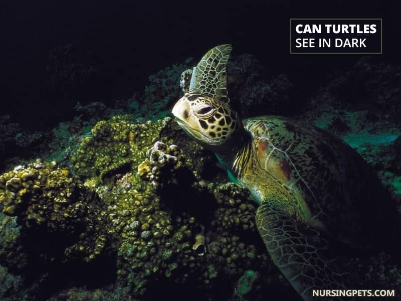 Can Turtles See in Dark