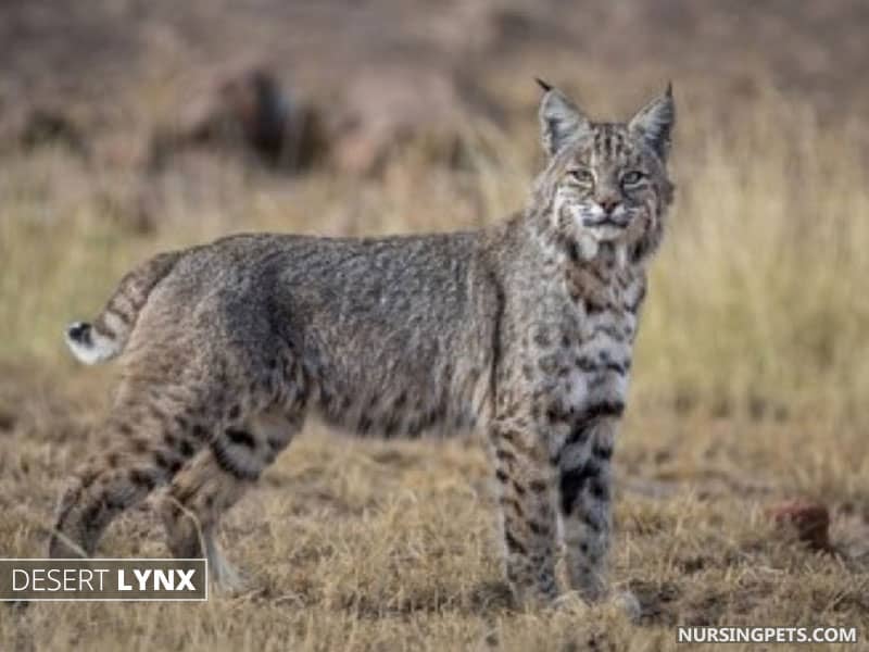 Desert Lynx