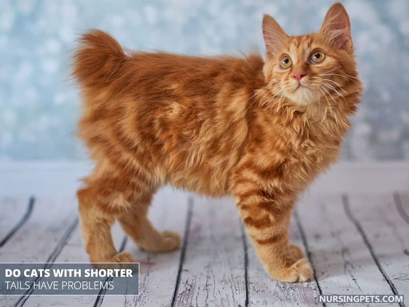 Do Cats with Shorter Tails Have Problems?