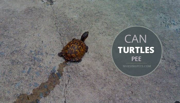 Do Or Can Turtles Pee