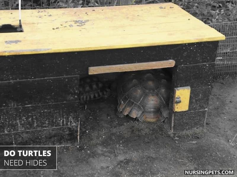 Do Turtles Need Hides