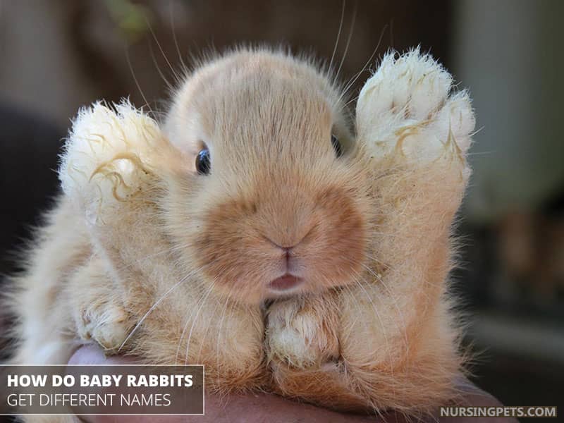 How Do Baby Rabbits Get Different Names