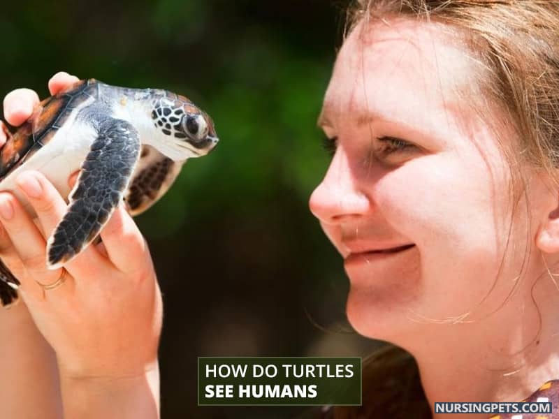 How Do Turtles See Humans