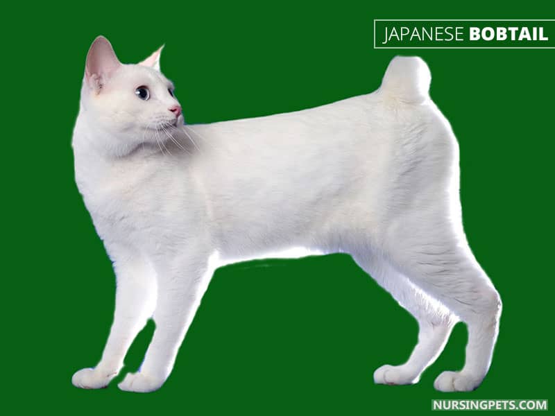 Japanese Bobtail