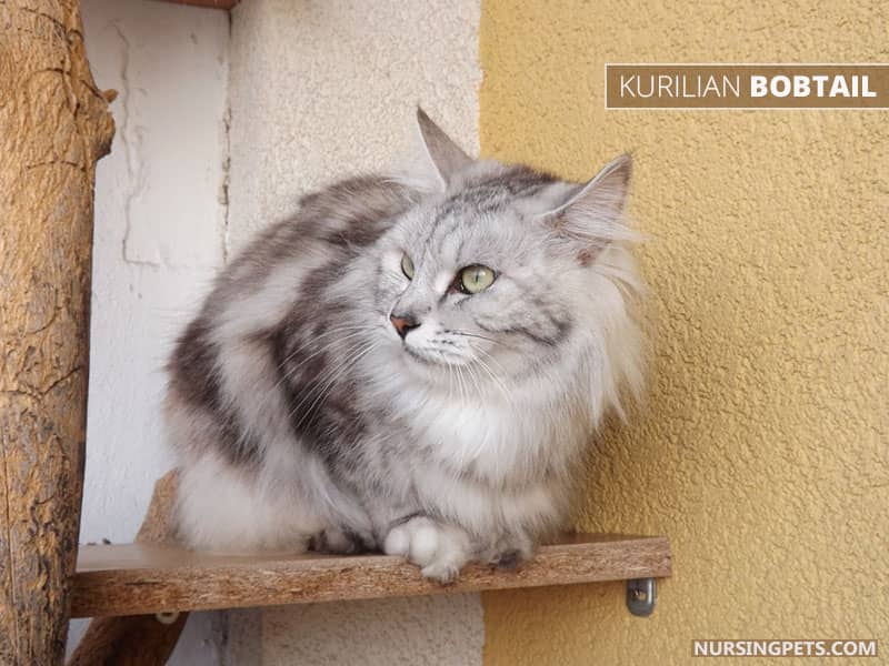 Karelian Bobtail