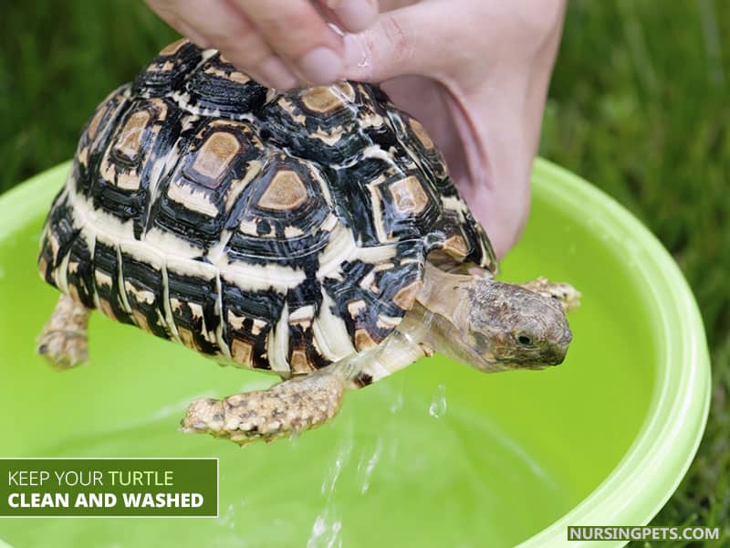 Keep Your Turtle Clean and Washed